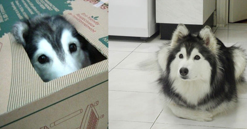 Три собаки. Котенка лайка. Хаски и кот том 1. Сибирский хаски +кошка. Хаски и котенок.